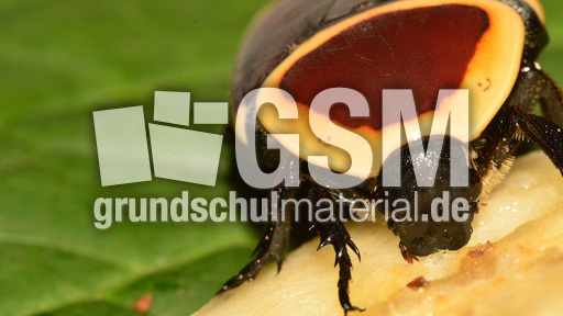 Kongo-Rosenkäfer (11).jpg